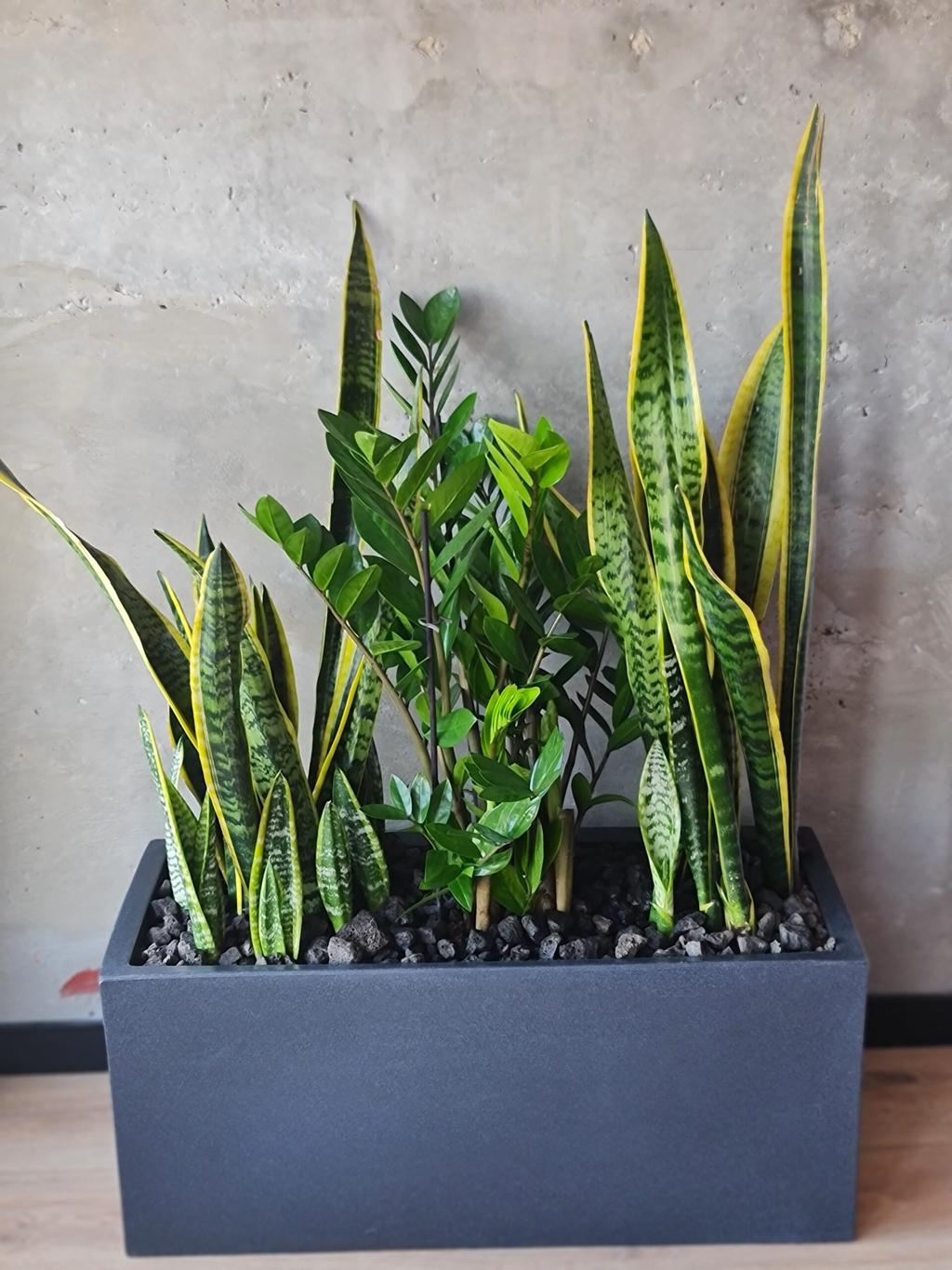 צמחים לבית חשוך