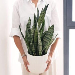 צמחי בית מומלצים