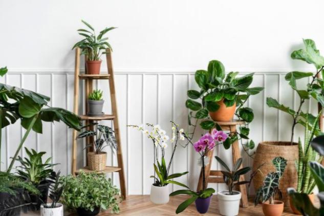 צמחים מטהרי אוויר